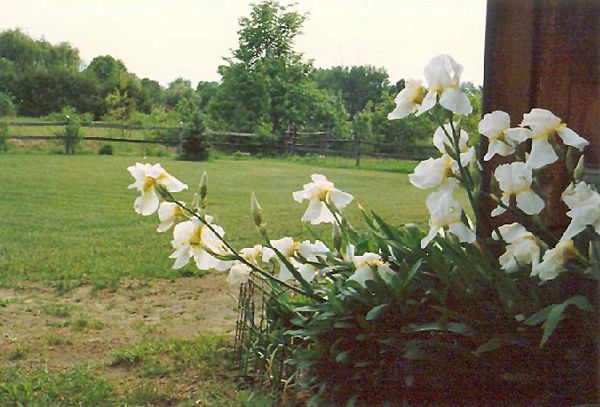 5.East.garden.white.iris.May.87.jpg
