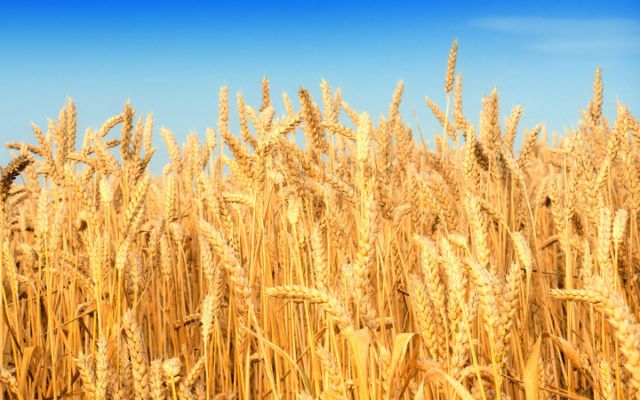 9367-hd-wheat-crop-material.jpg.cf.jpg