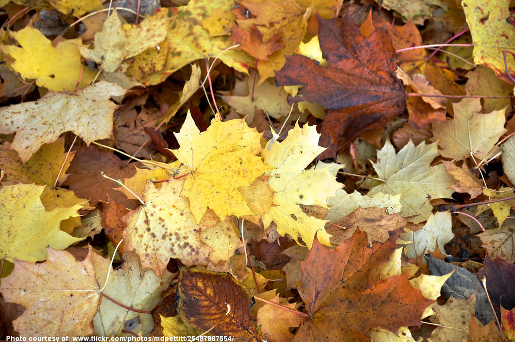 BrownAndYellowAutumnLeaves-052416.jpg