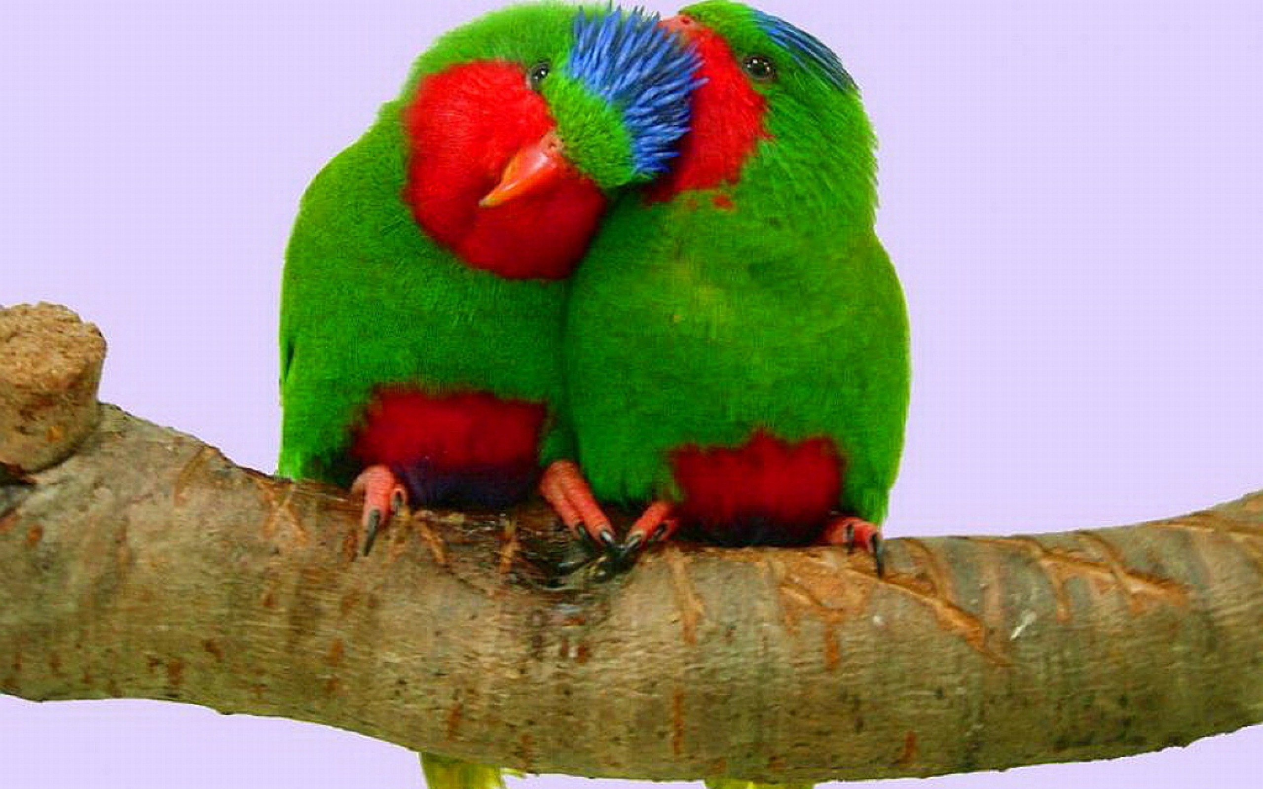 455 Beautiful Birds Wallpapers (41).jpg