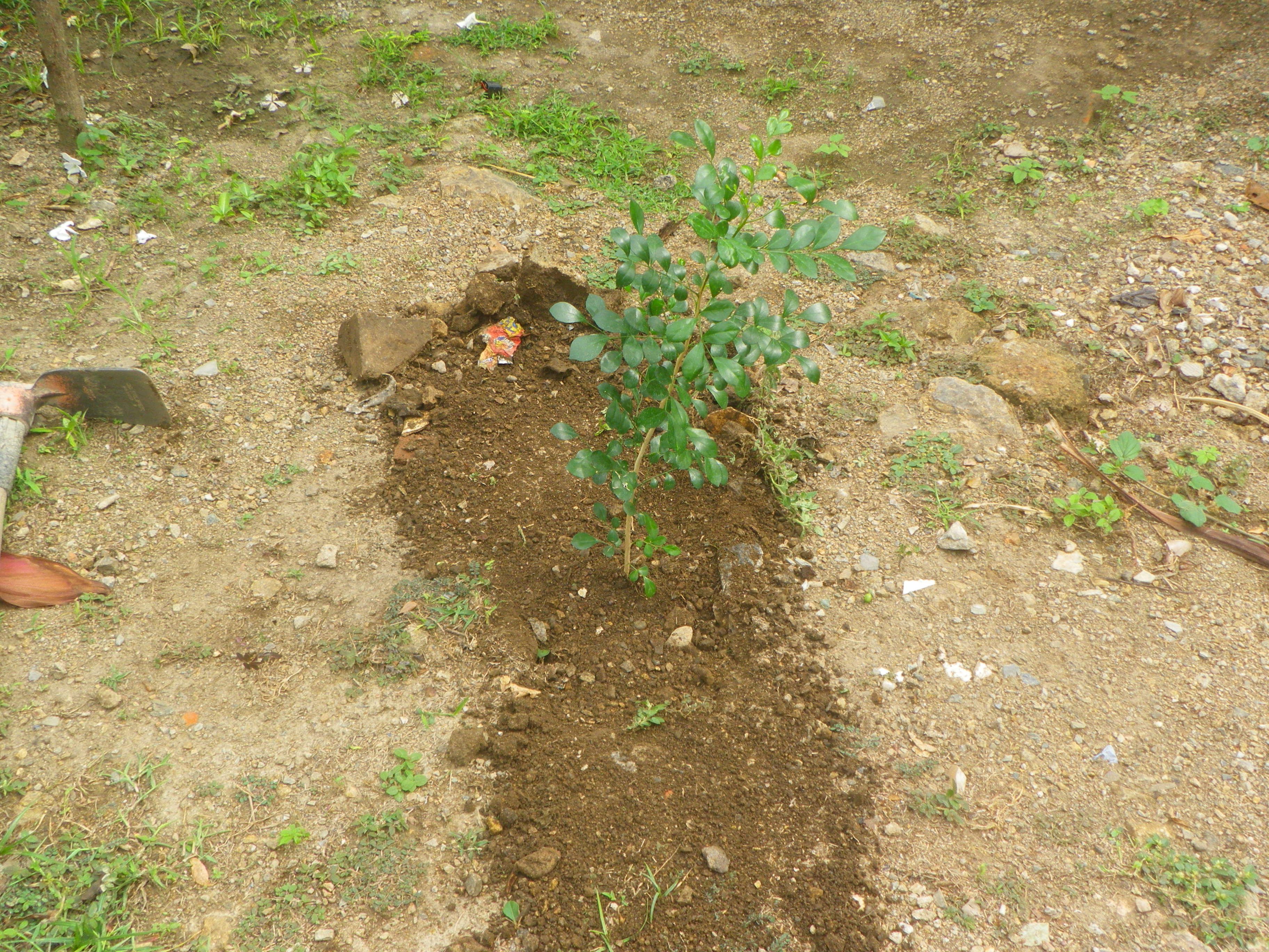 IMGP0430.JPG