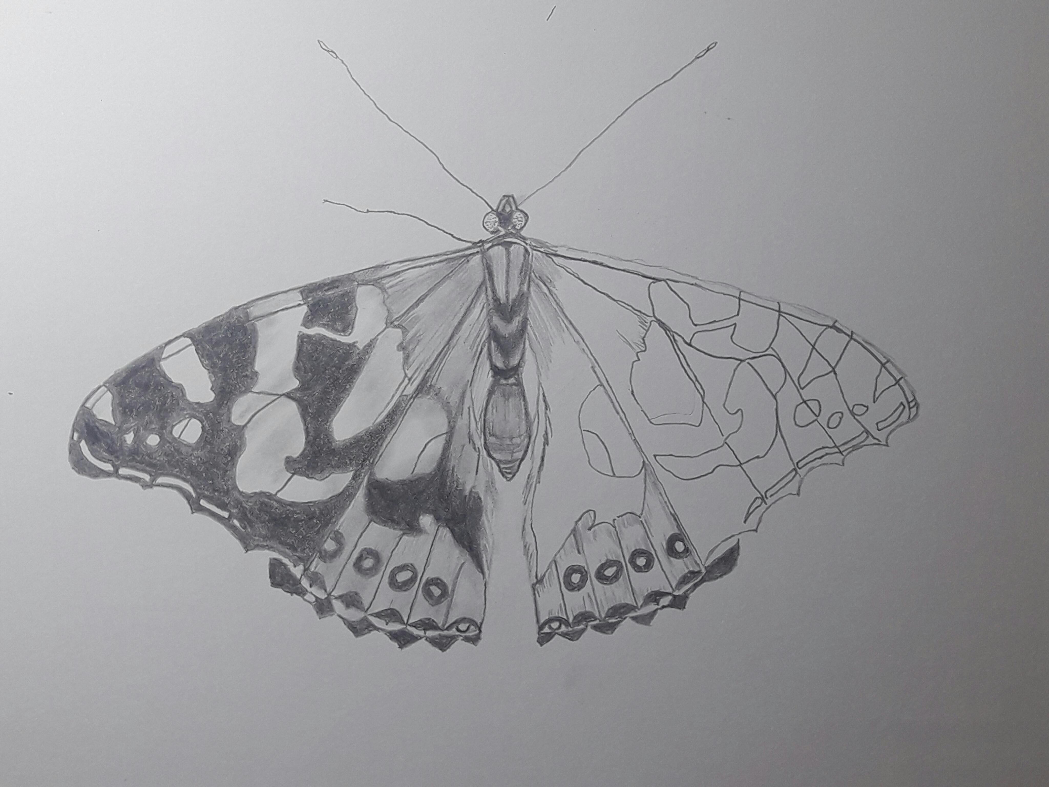 My Butterfly Art Steemit