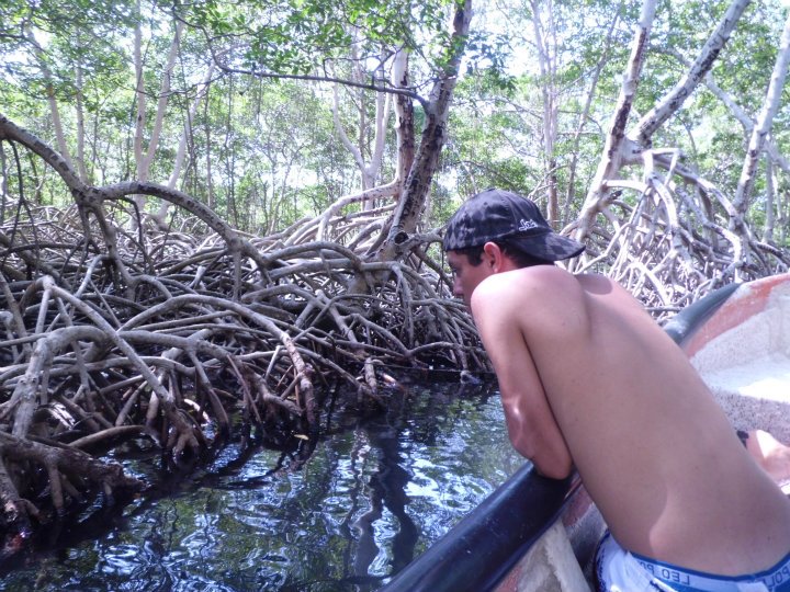 manglar rallado.jpg