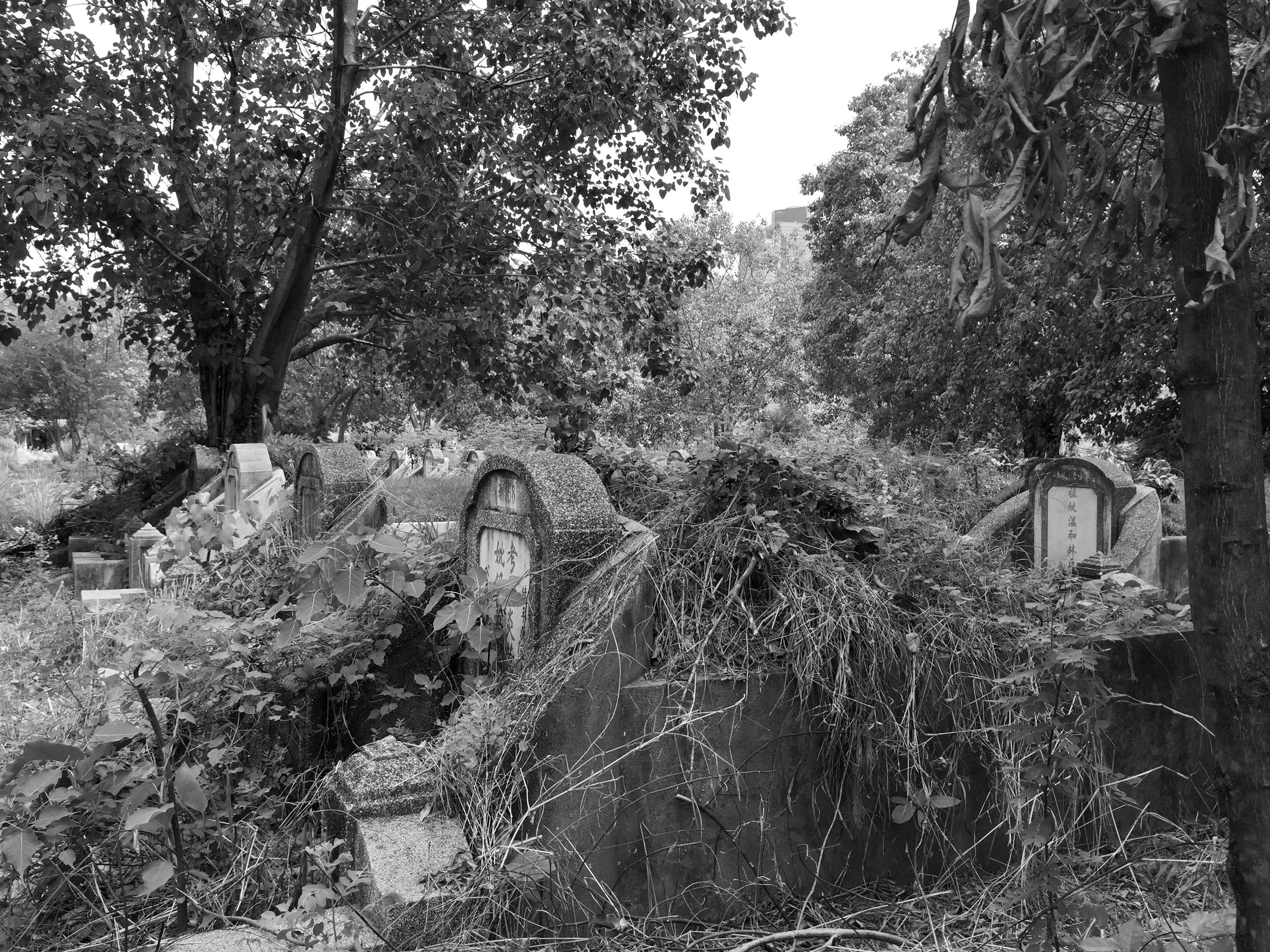 iPhone 6 March 2018-Cemetery & Flowers 090.JPG