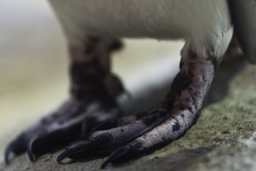 Penguin Foot.jpg