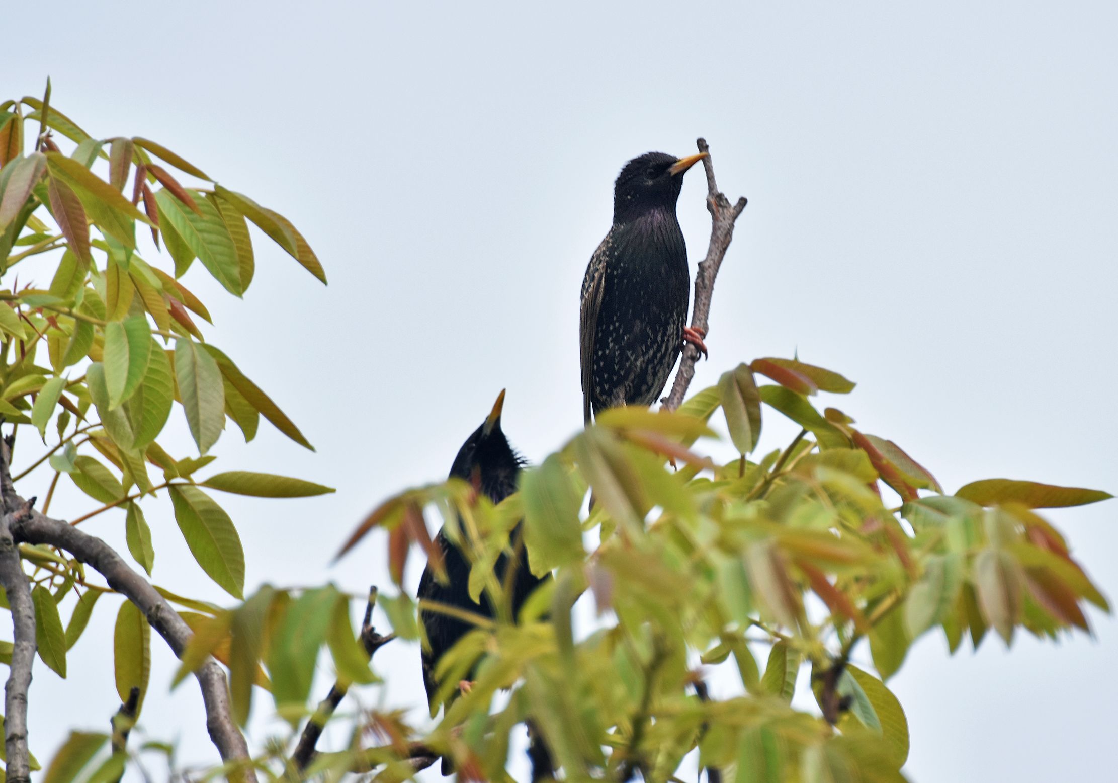 starling walnut tree 1.jpg