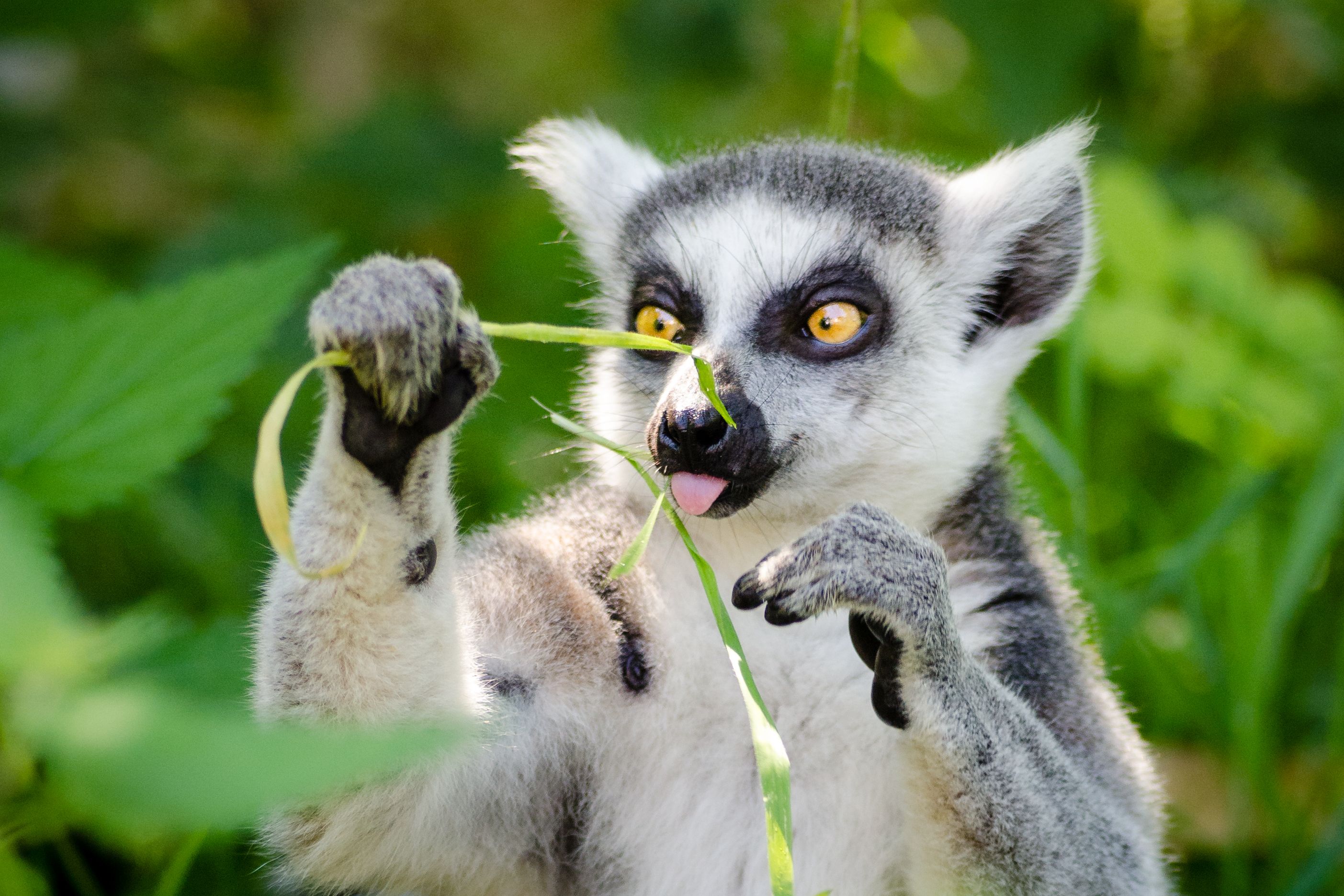Lemur 5.jpeg