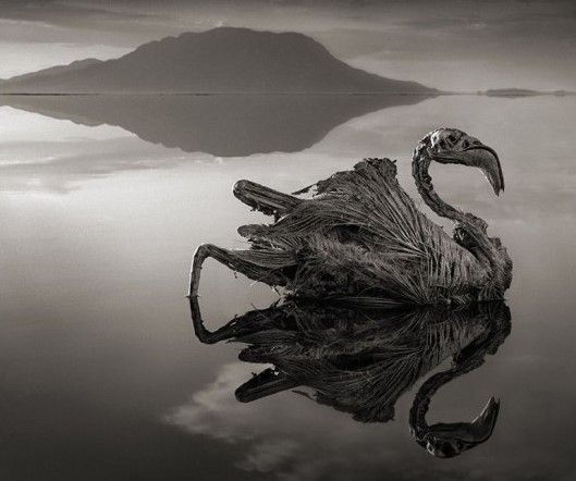 patung-hewan-di-danau-natron-002-destriyana (2).jpg