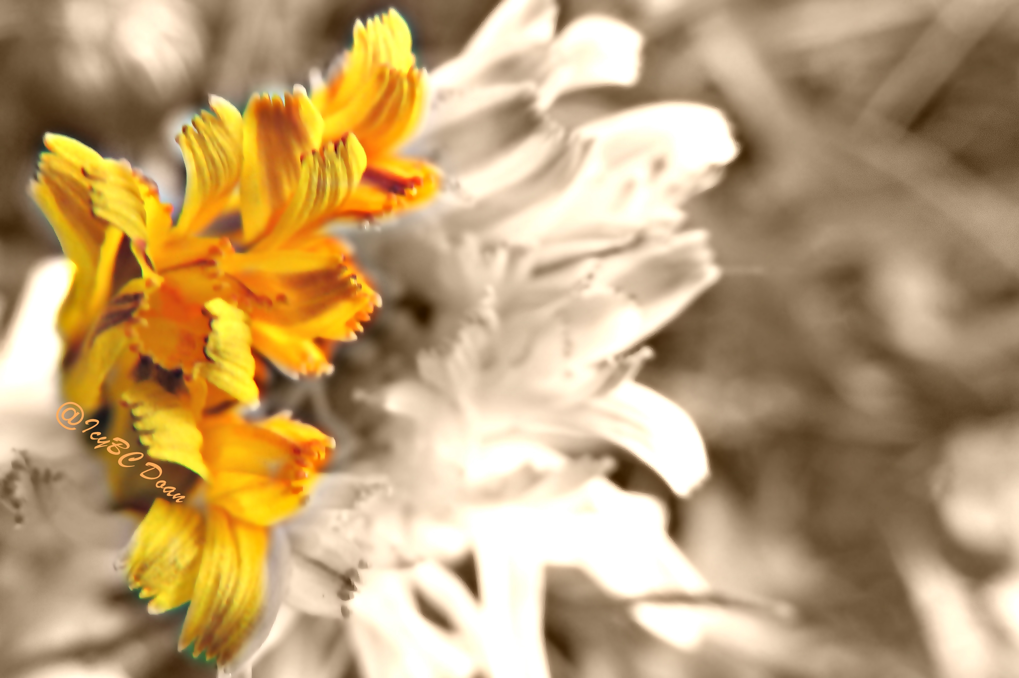 frizzy dandelion.jpg
