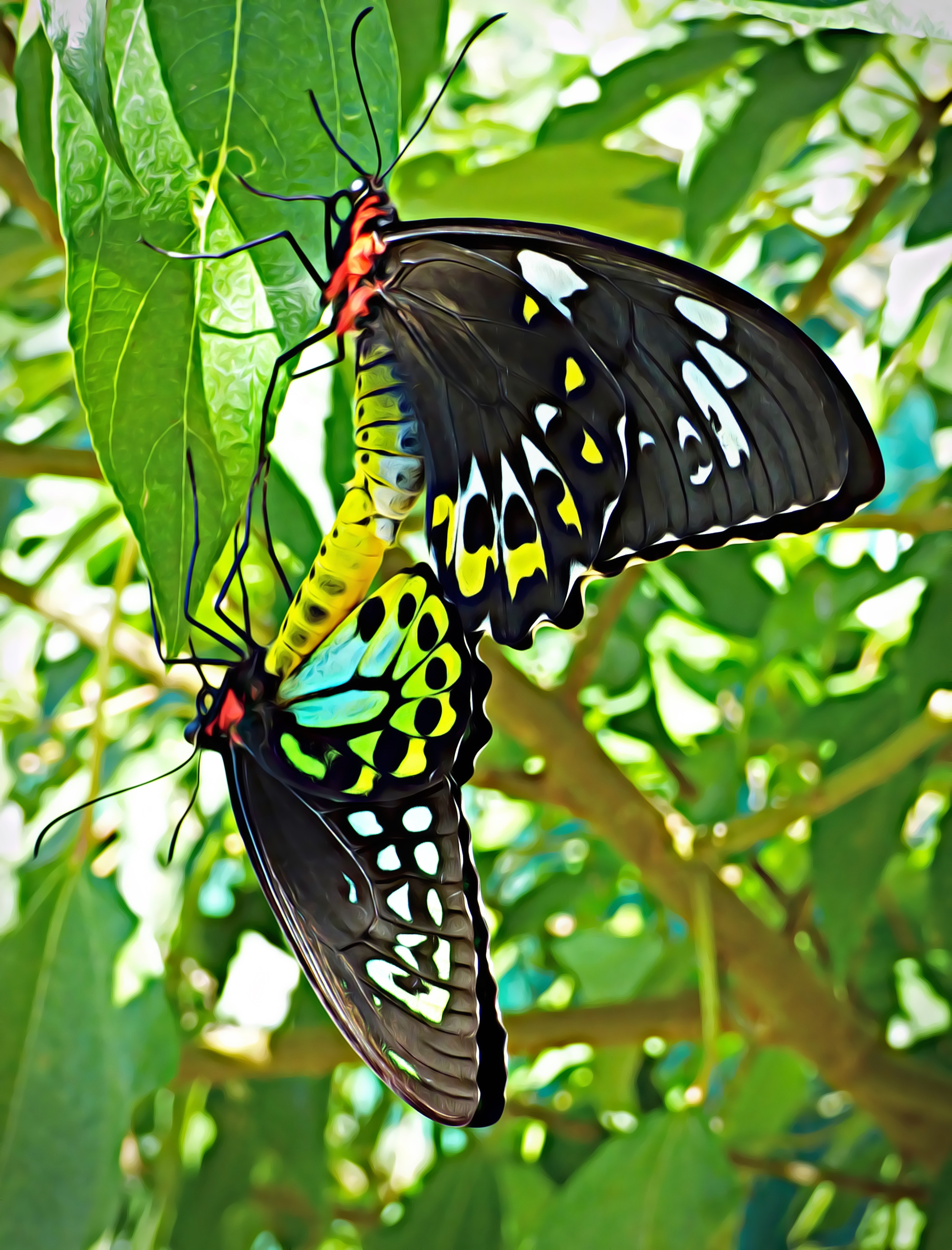 Mating Butterflies.jpg