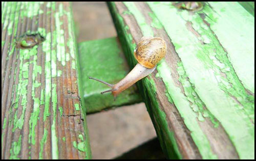 snail3.jpg