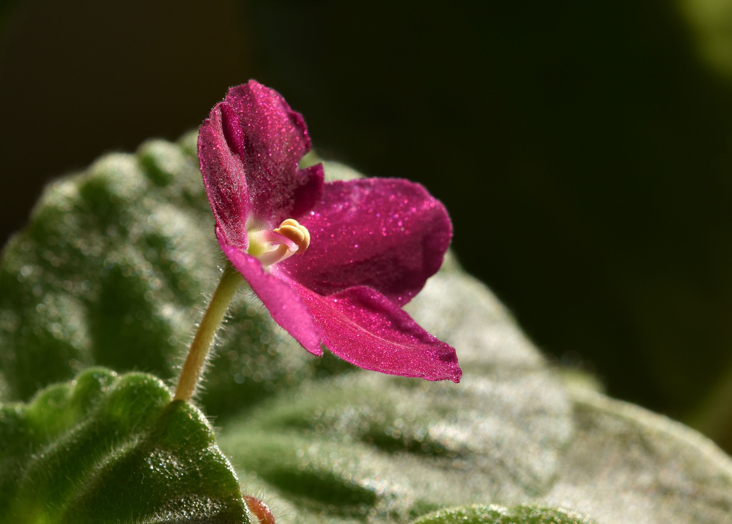 African Violet cherry 2.jpg