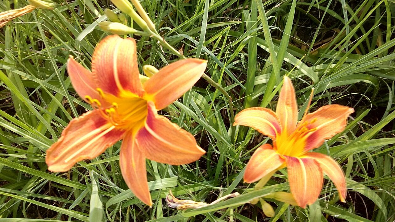 Orange Flower