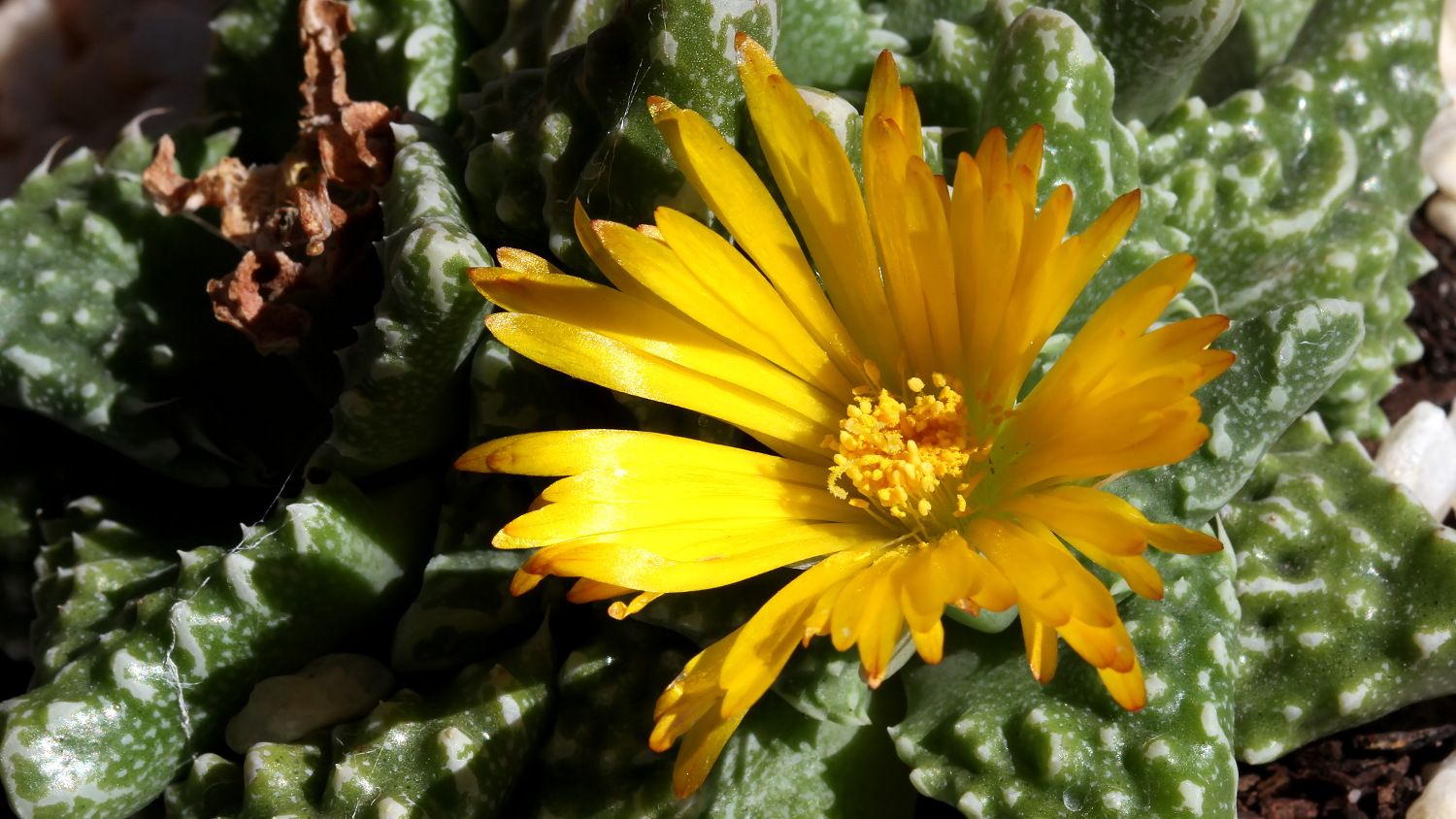 Plant 36 Faucaria tuberculosa Pebbled Tiger Jaws 2018-03-14 n1.jpg