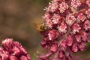 petasite-mal-de-tete.jpg