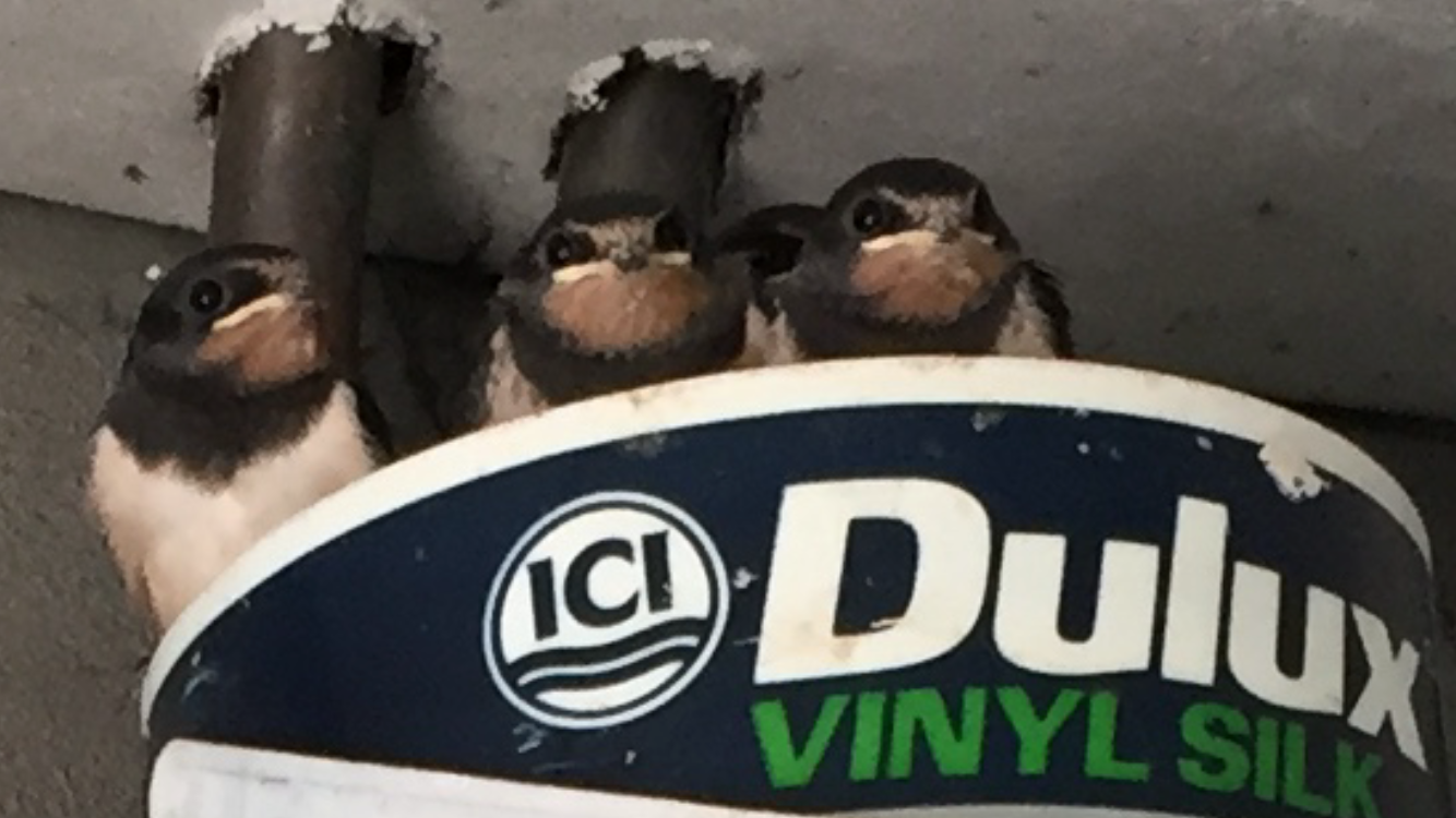 The Little Family Of Birds Nesting In My Garage Steemit