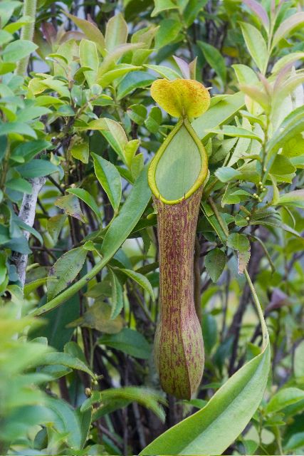 Nepenthes_alata_ASR_062007_mt_ambucao_luzon.jpg