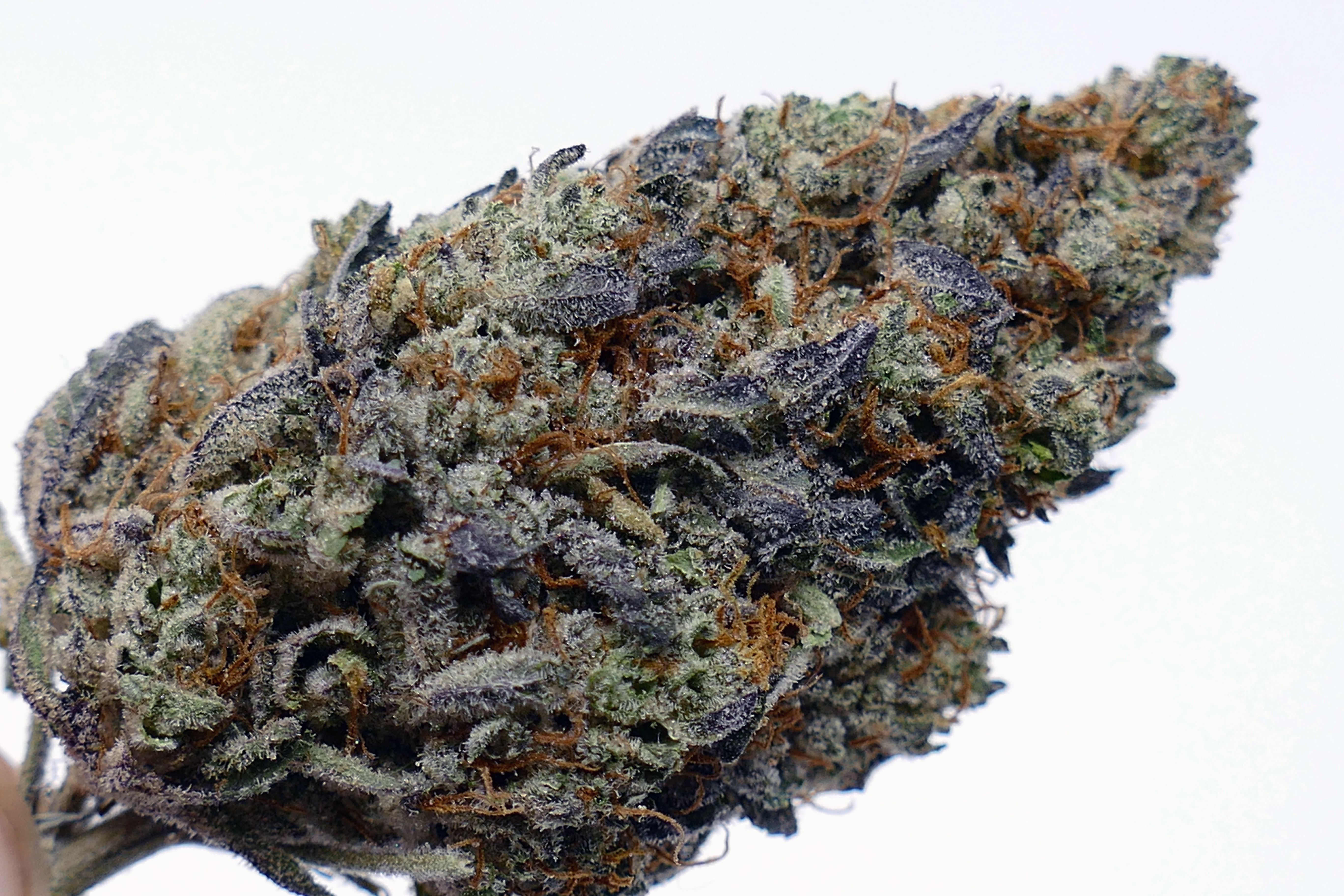 Stardawg is a strain which has become very popular in the UK over the past ...