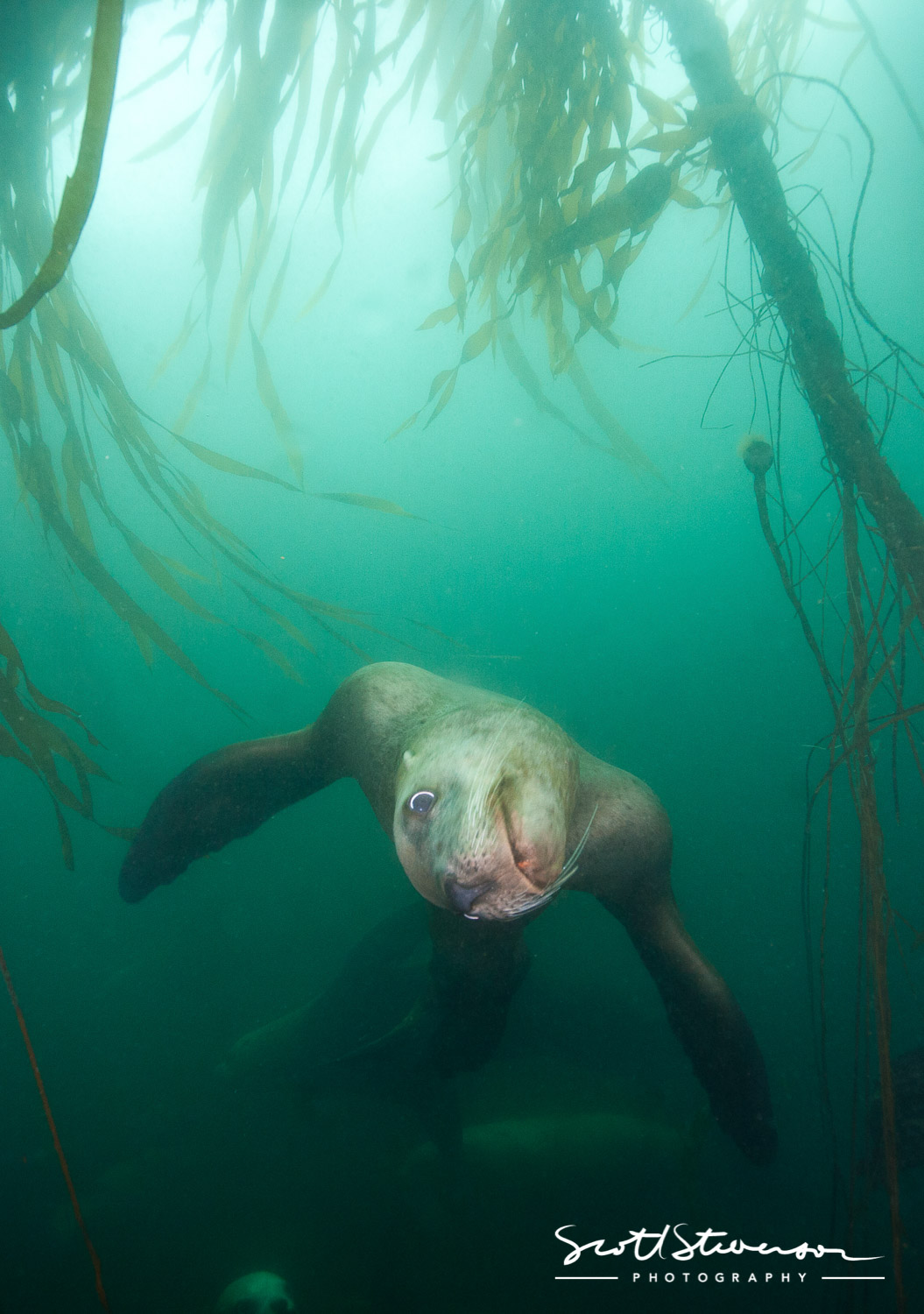 Stellar Sea lion-2.jpg