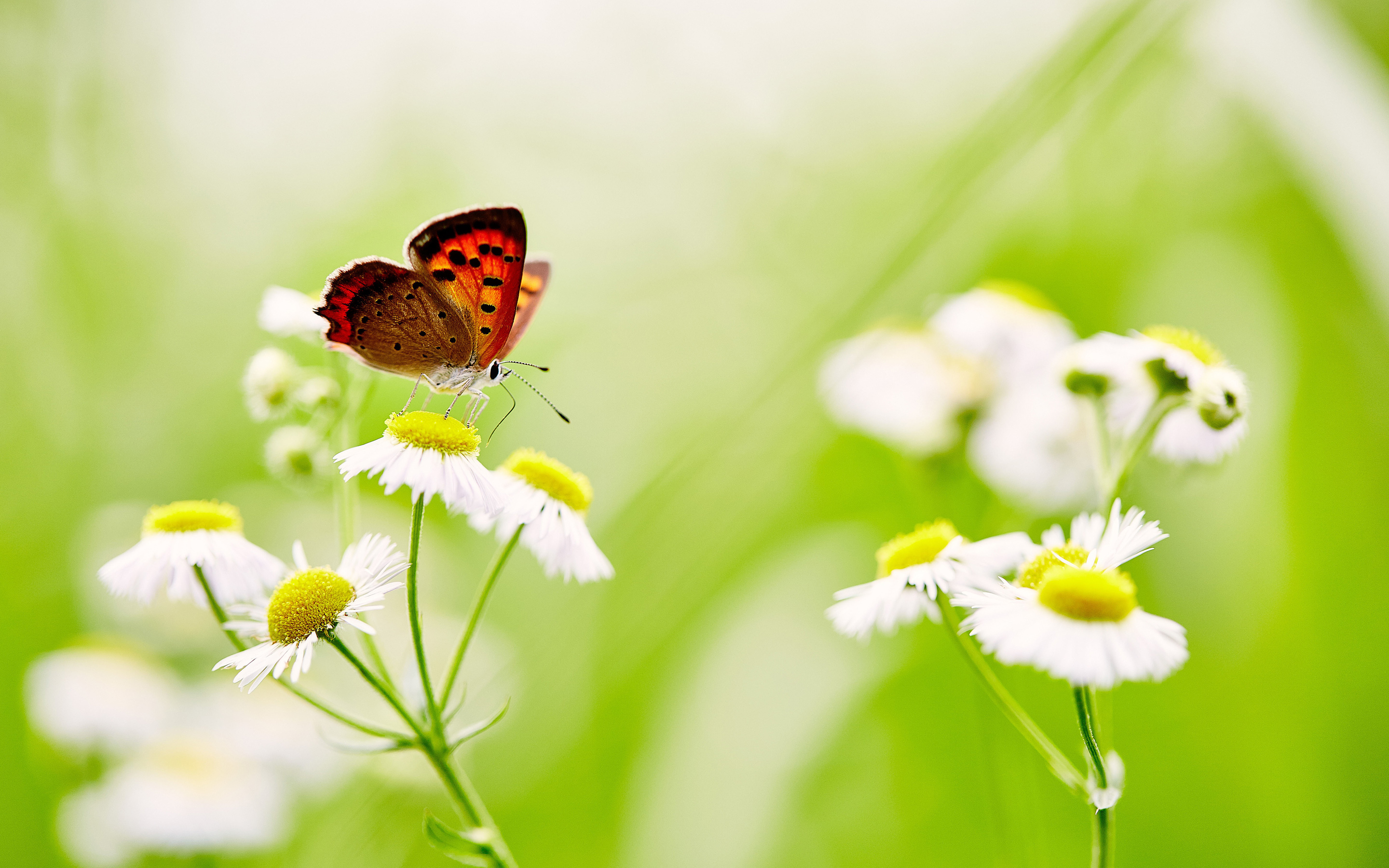 butterfly_over_white_daisies_5k-wide.jpg