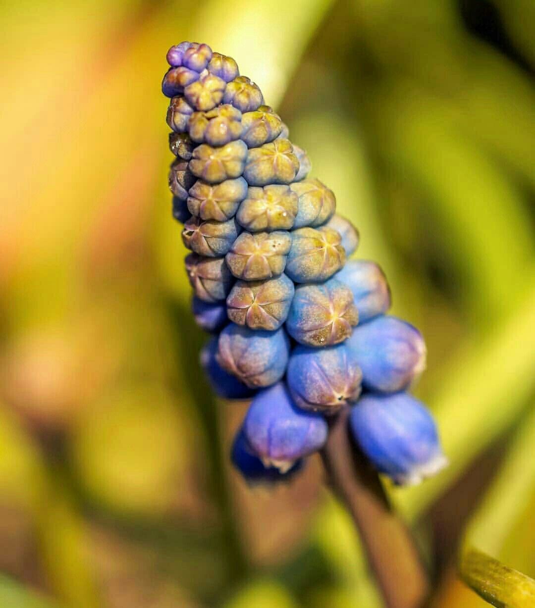 Мускари azureum