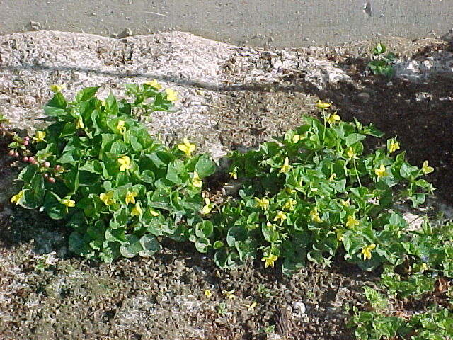 4.South.herb.garden.yellow.violets.April.04.jpg
