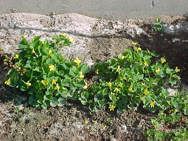 South.herb.garden.yellow.violets.April.04.jpg