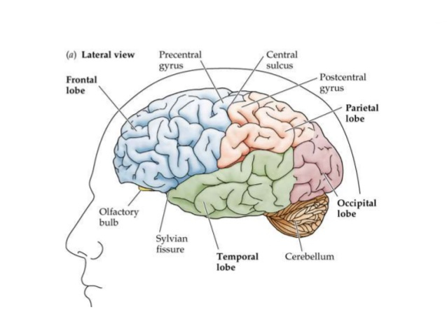 functional-neuroanatomy-of-brain-13-638.jpg