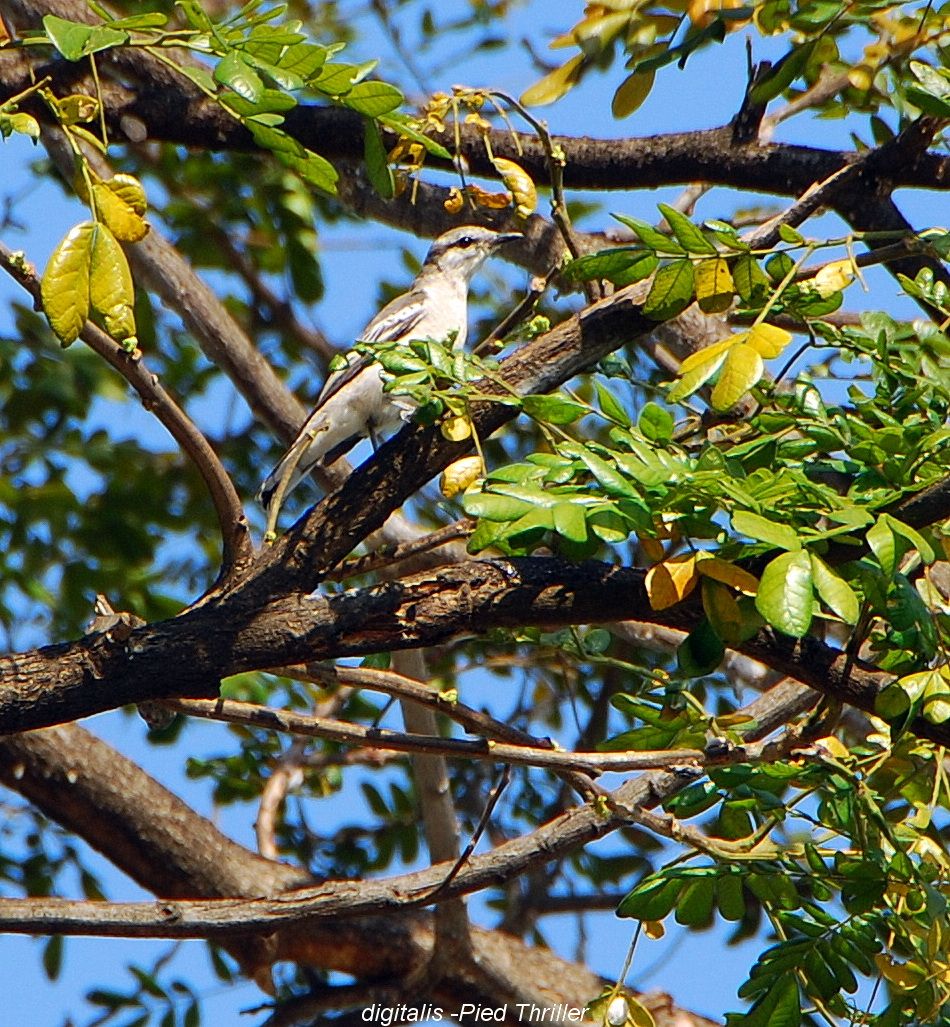DSC_3085.JPG