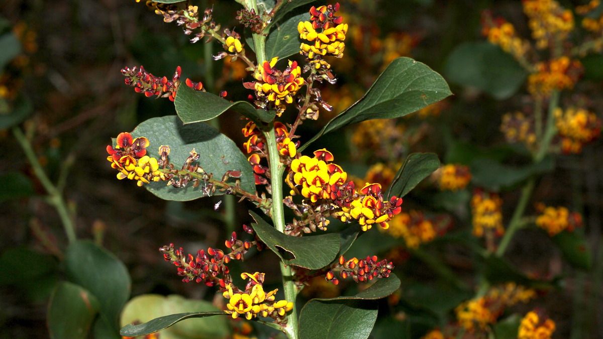 Daviesia latifolia n2 Hop Bitter-pea HSOCA Latrobe Tas 2017-10-26.jpg