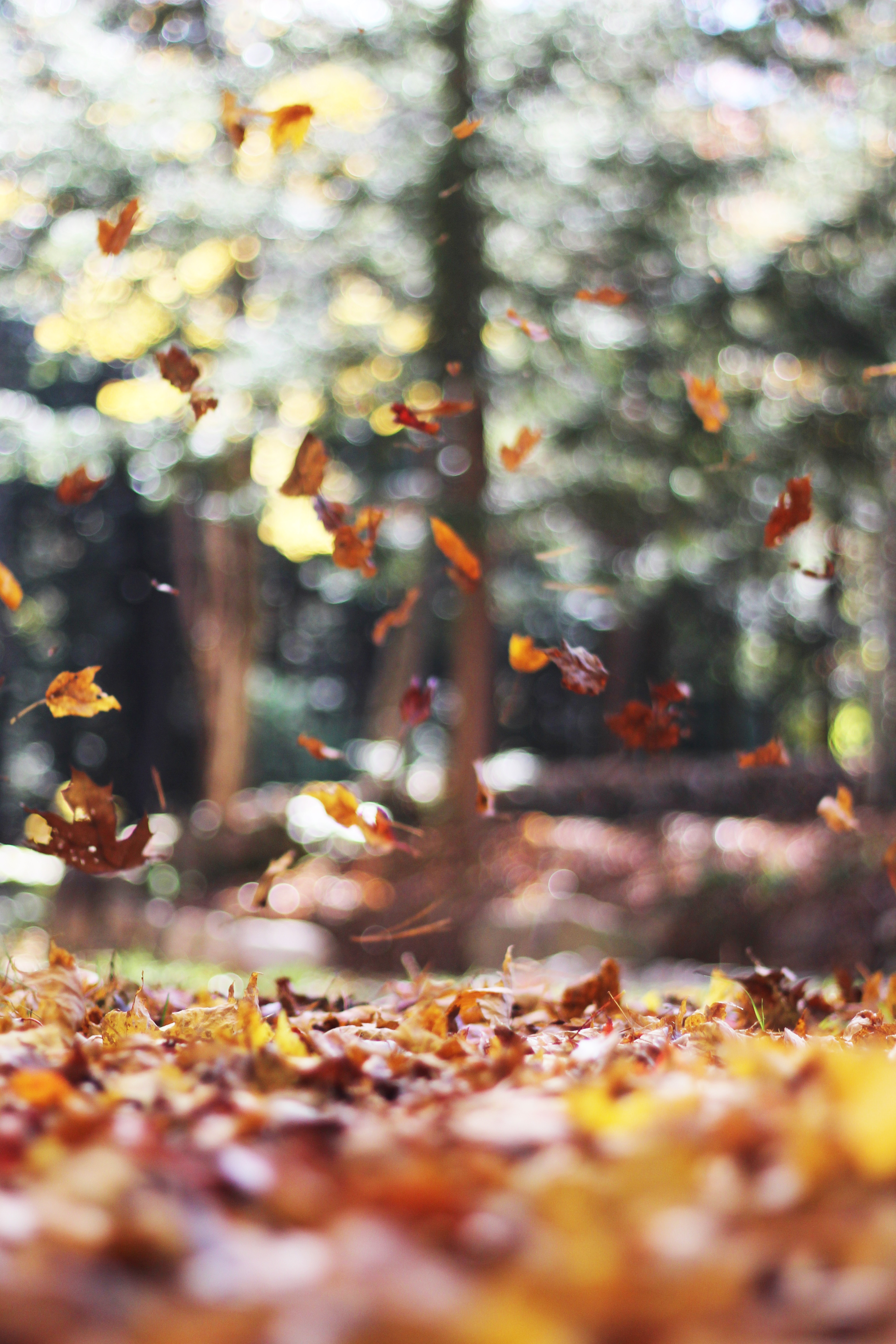 autumn-leaves.jpg