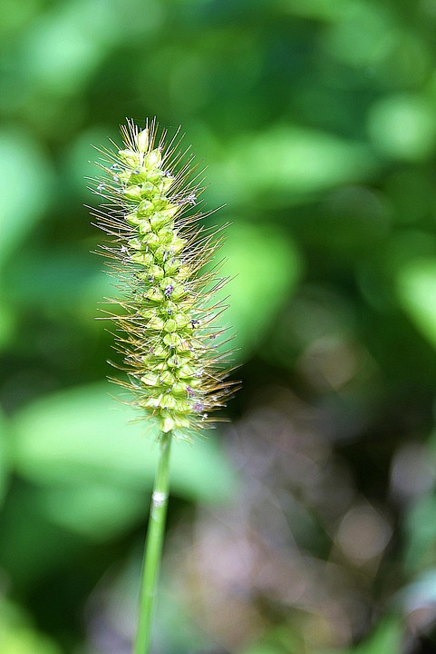 flor de llanten.jpg