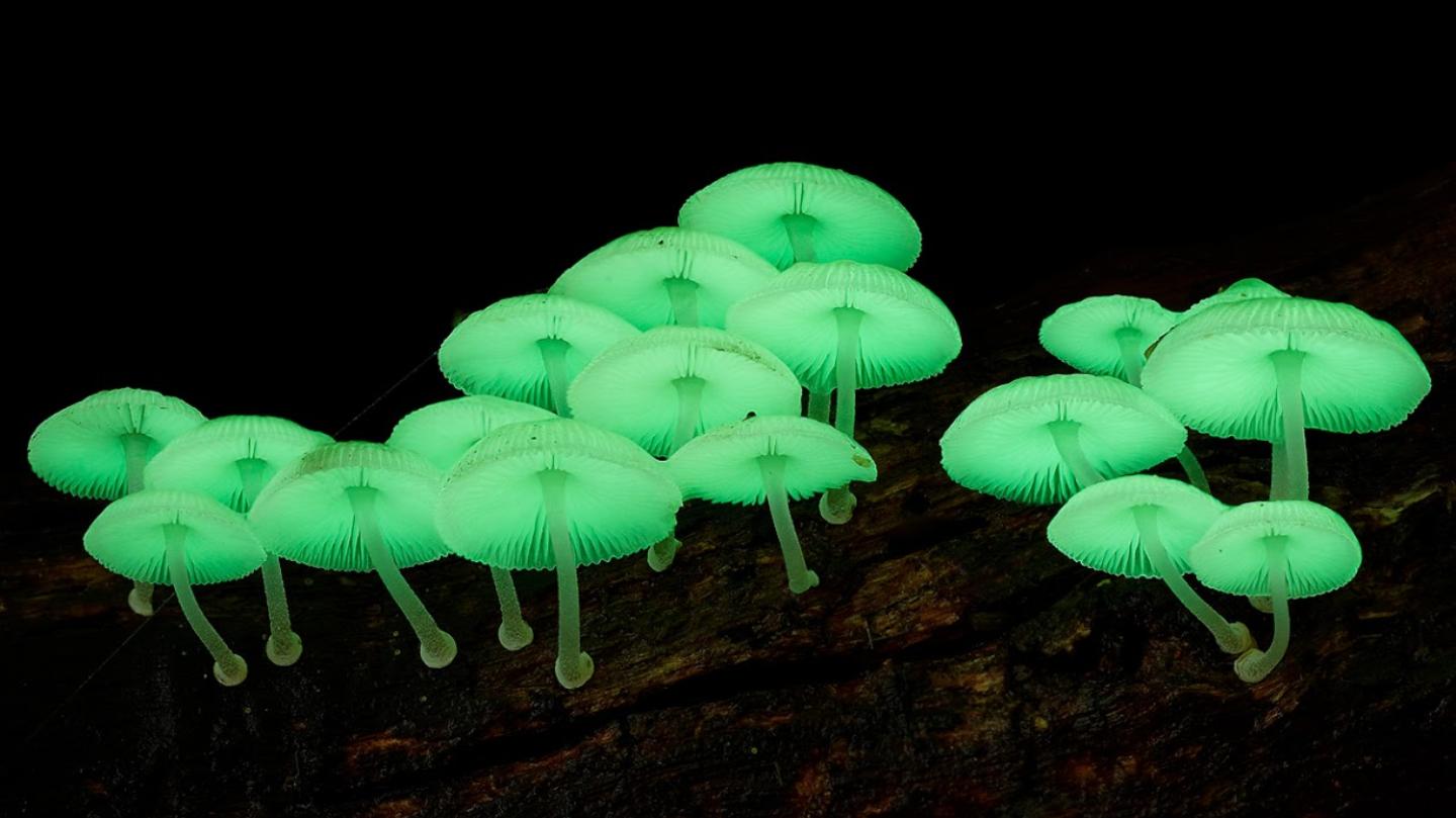 Светящийся гриб. Мицена хлорофос. Хлорофос Mycena. Mycena LUXAETERNA. Биолюминесцентный гриб Mycena chlorophos.