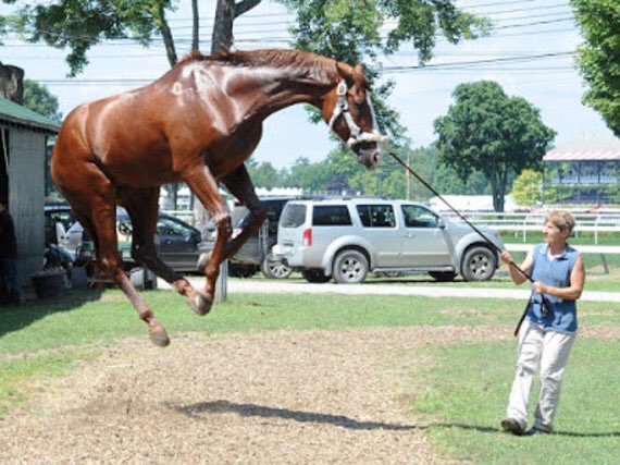 horse balloon windy.jpg