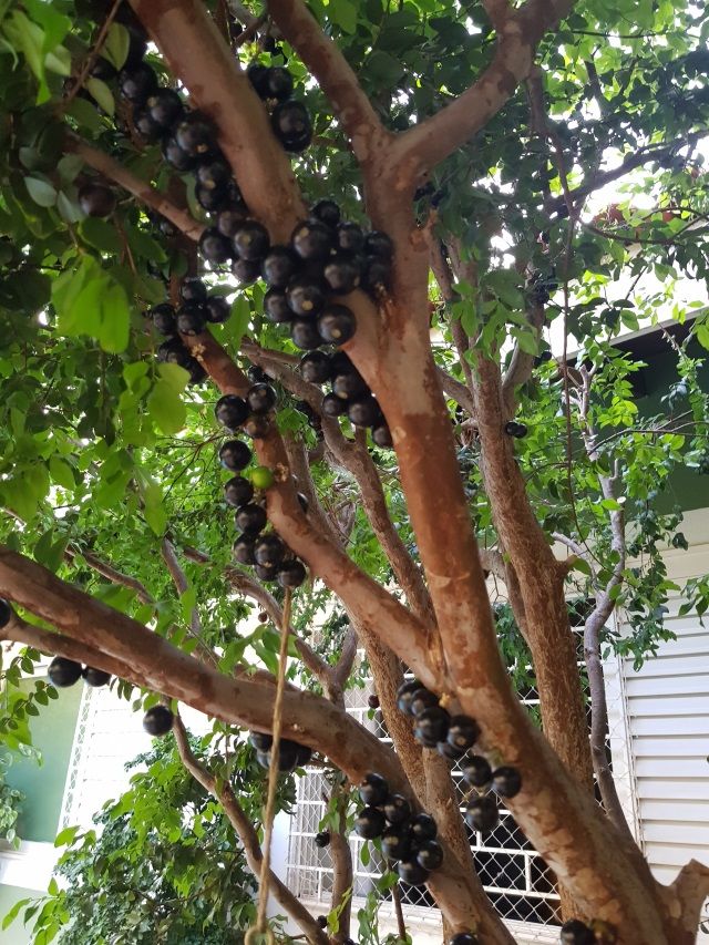 jaboticaba.jpg