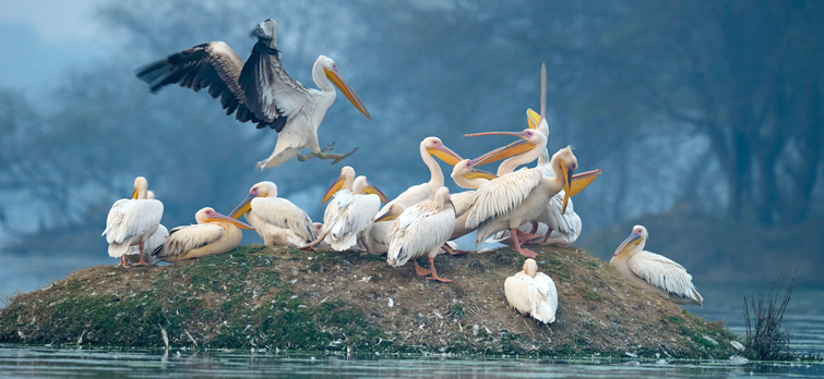 Bharatpur-Bird-Sanctuary.jpg