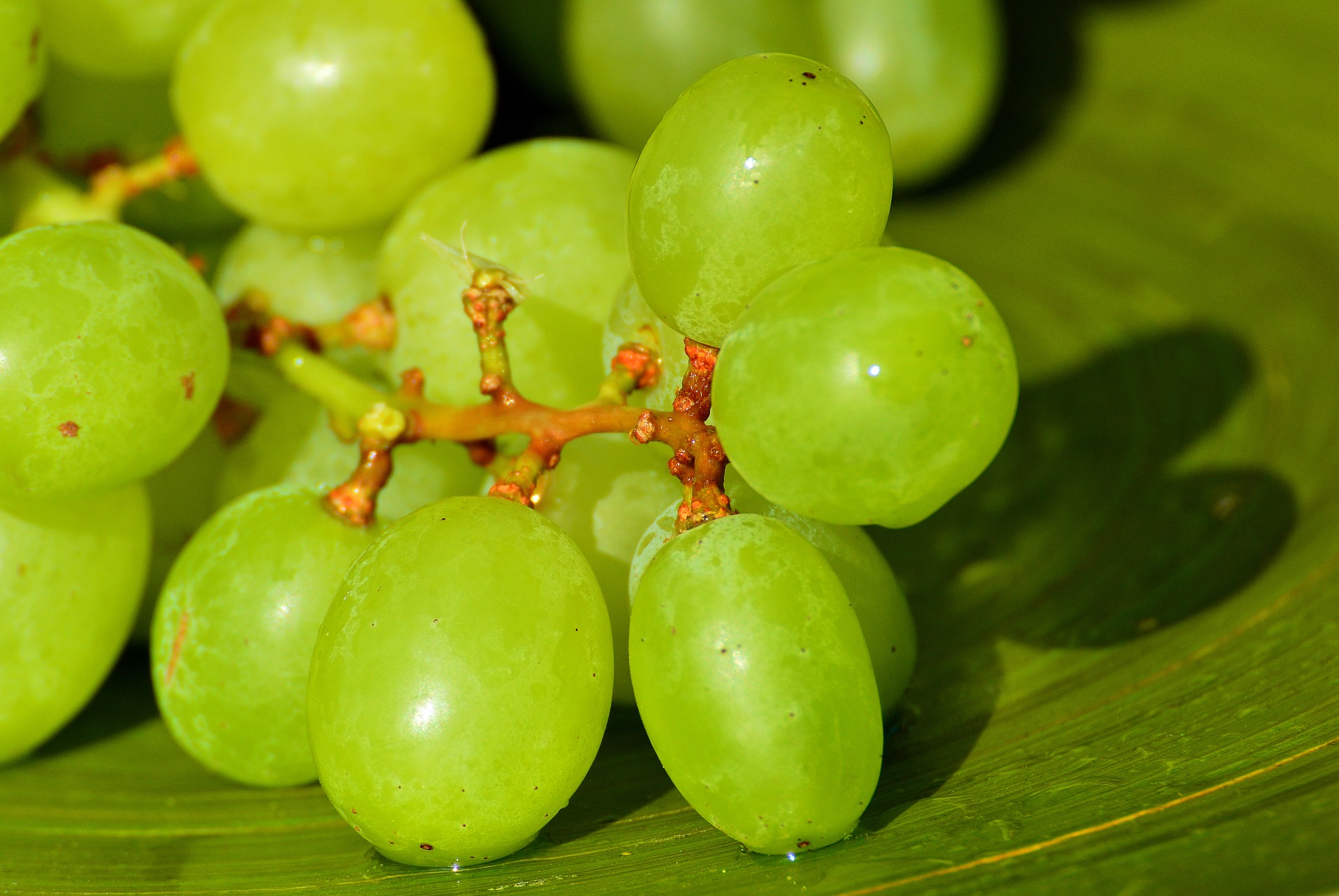 grapes-3294412_1920.jpg