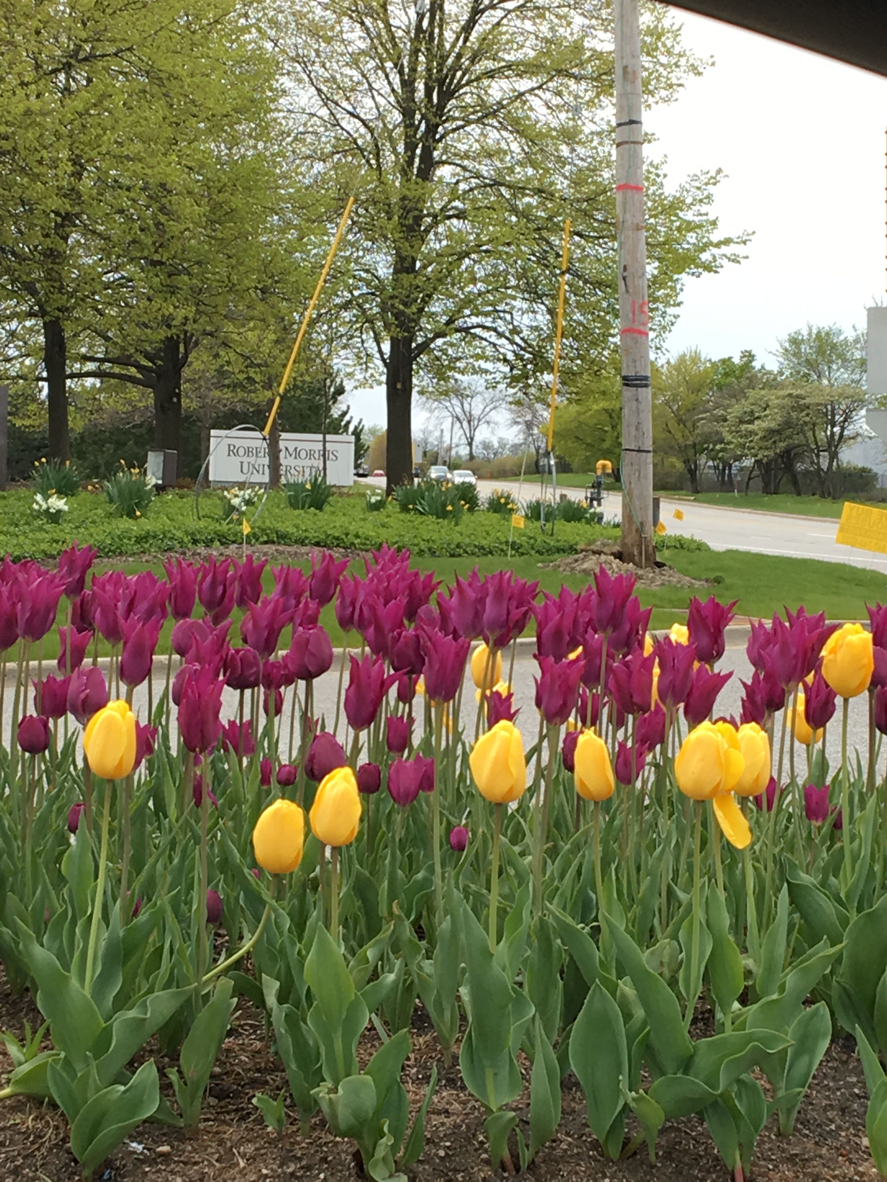 Beautiful Chicago Tulips — Steemit