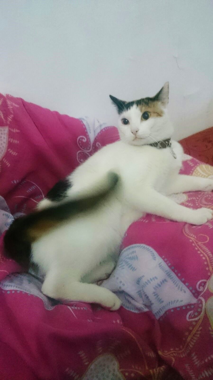 IMG-20151124-WA0023 (2).jpg