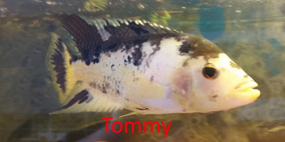 tommy.jpg