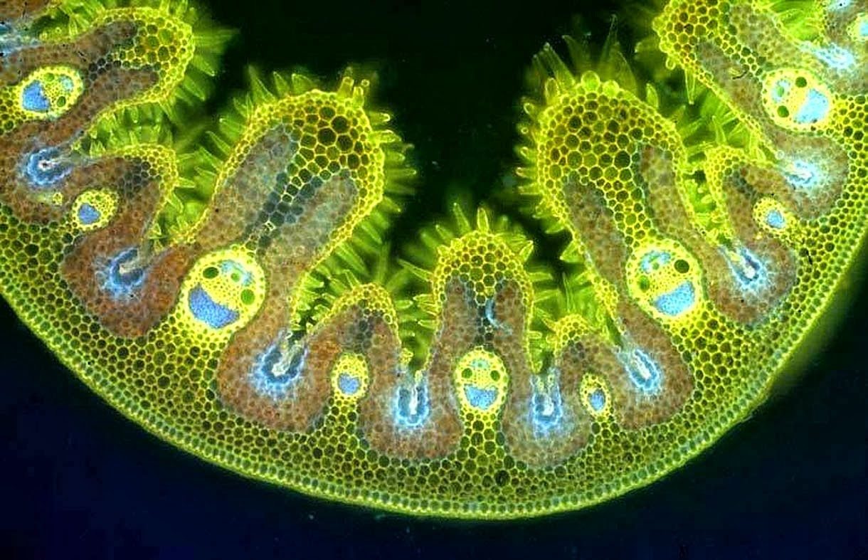 Grass Cells.jpg