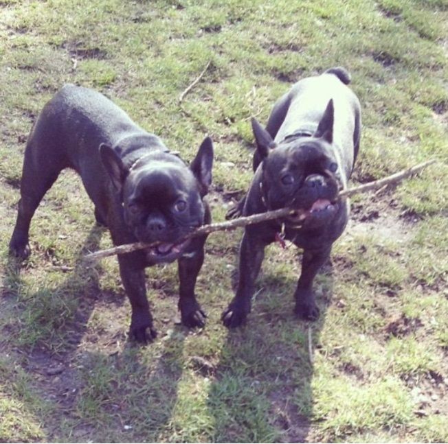 2 dogs one stick.jpg