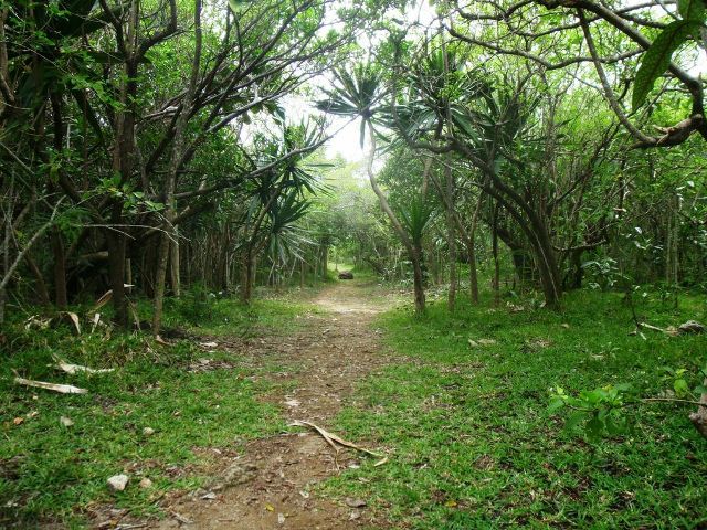 mauritius wildlife.jpg