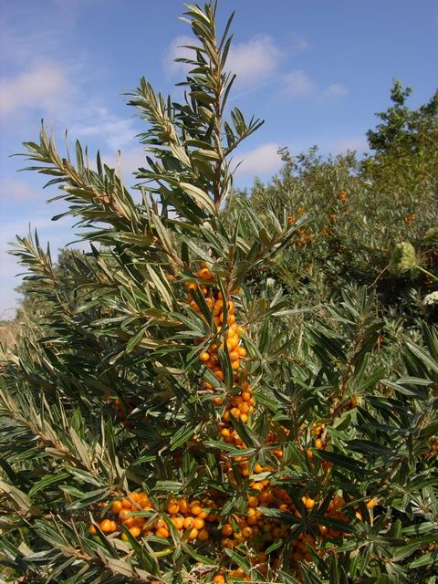 hippophae-rhamnoides-00003.jpg