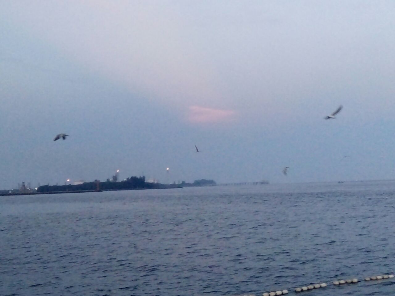 Photography The Seagulls In The Sea Foto Burung Camar Di