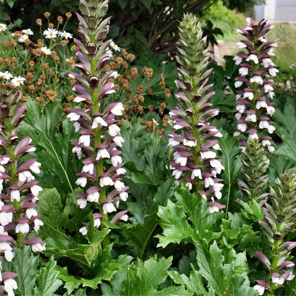 Acanthus-Mollis-oyster-plant-bears-breeches-flower_779625c4-7f1c-40e3-83a1-613e1ea538f9_grande.jpg