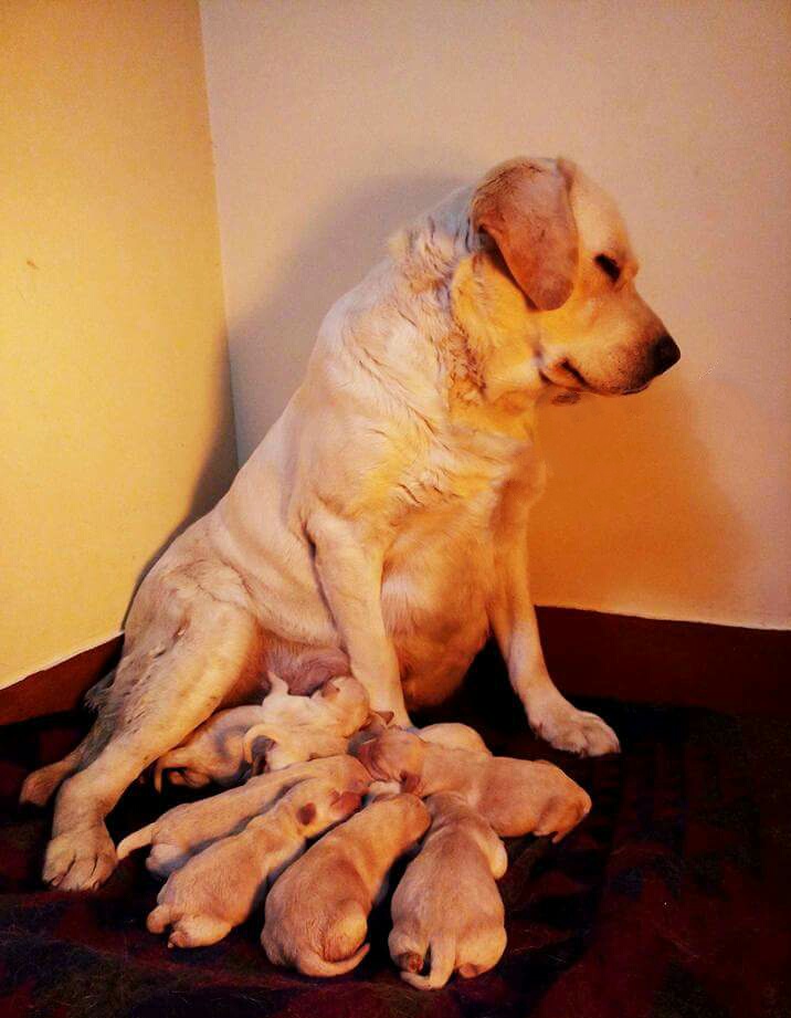 how long does a mother dog feed her puppies