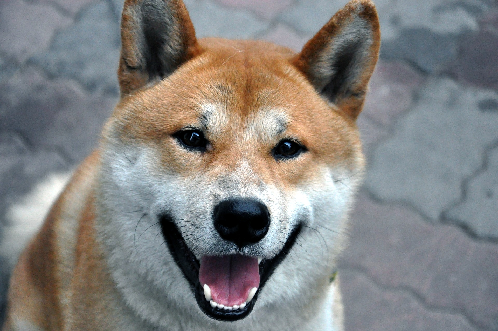 doge.jpg
