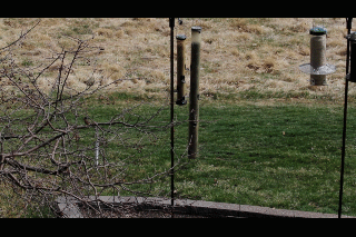 Squirrel bird feeder PFW21-030.gif