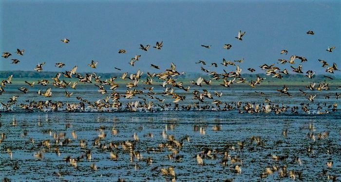 Tanguar Haor in Winter , Bangladesdh.🌎 — Steemit